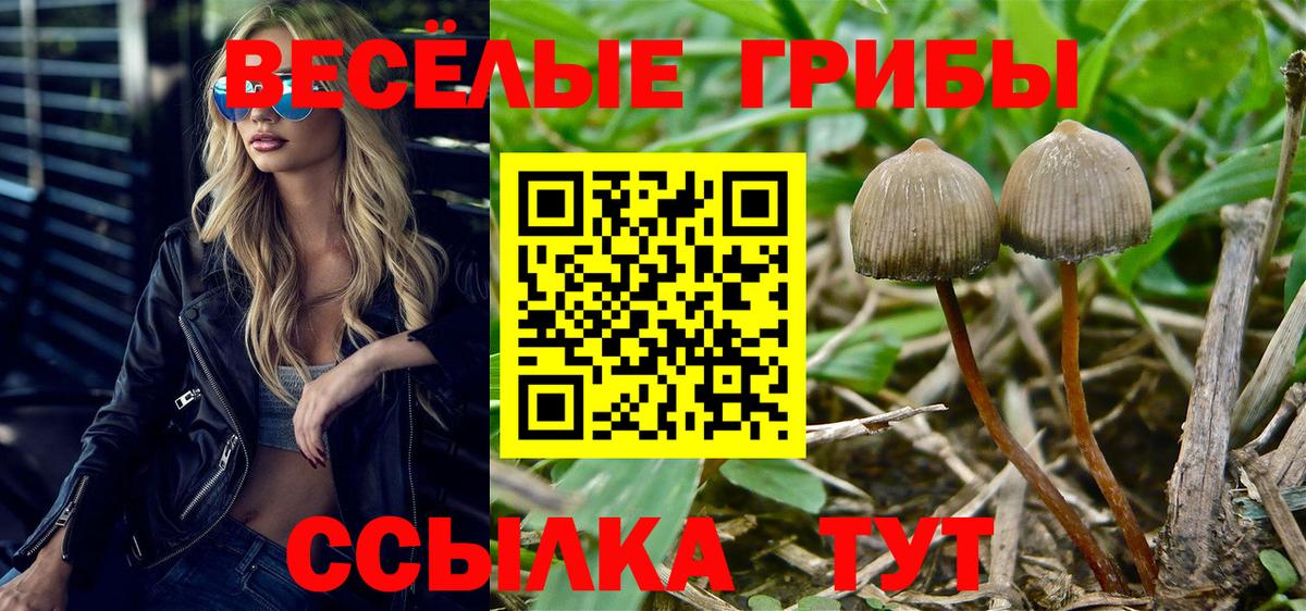 Курчатов  Псилоцибиновые грибы GOLDEN TEACHER  Вход с VPN  Псилоцибиновые грибы мухоморы 
