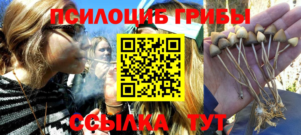 Галлюциногенные грибы Cubensis Курчатов